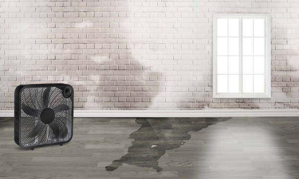 Best Water damage cleanup near me  in Shadybrook, TX